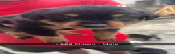 Rottweiler dogs for sale: BEAUTIFUL ROTTWEILER PUPPIES - Advert 17