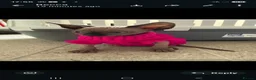 Sphynx cats for sale: Beautiful sphynx kittens - Advert 1