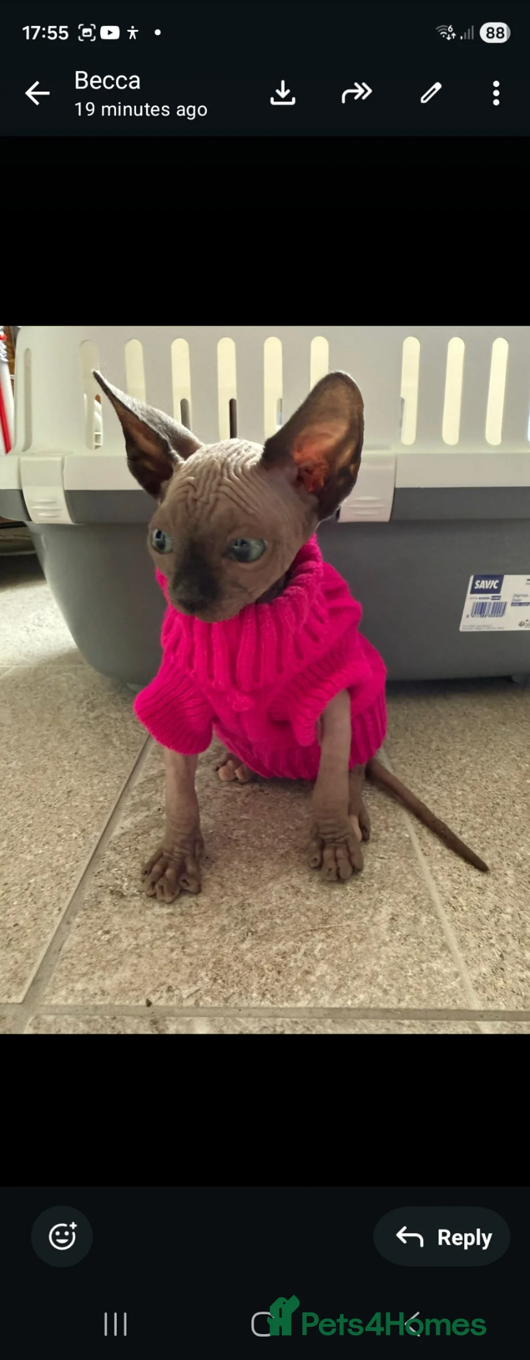 Sphynx cats for sale: Beautiful sphynx kittens - Advert 1