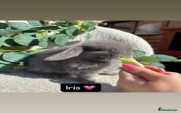 Mini Lop rabbits for sale: Baby mini lops for sale *READY TO LEAVE NOW* - Image 3