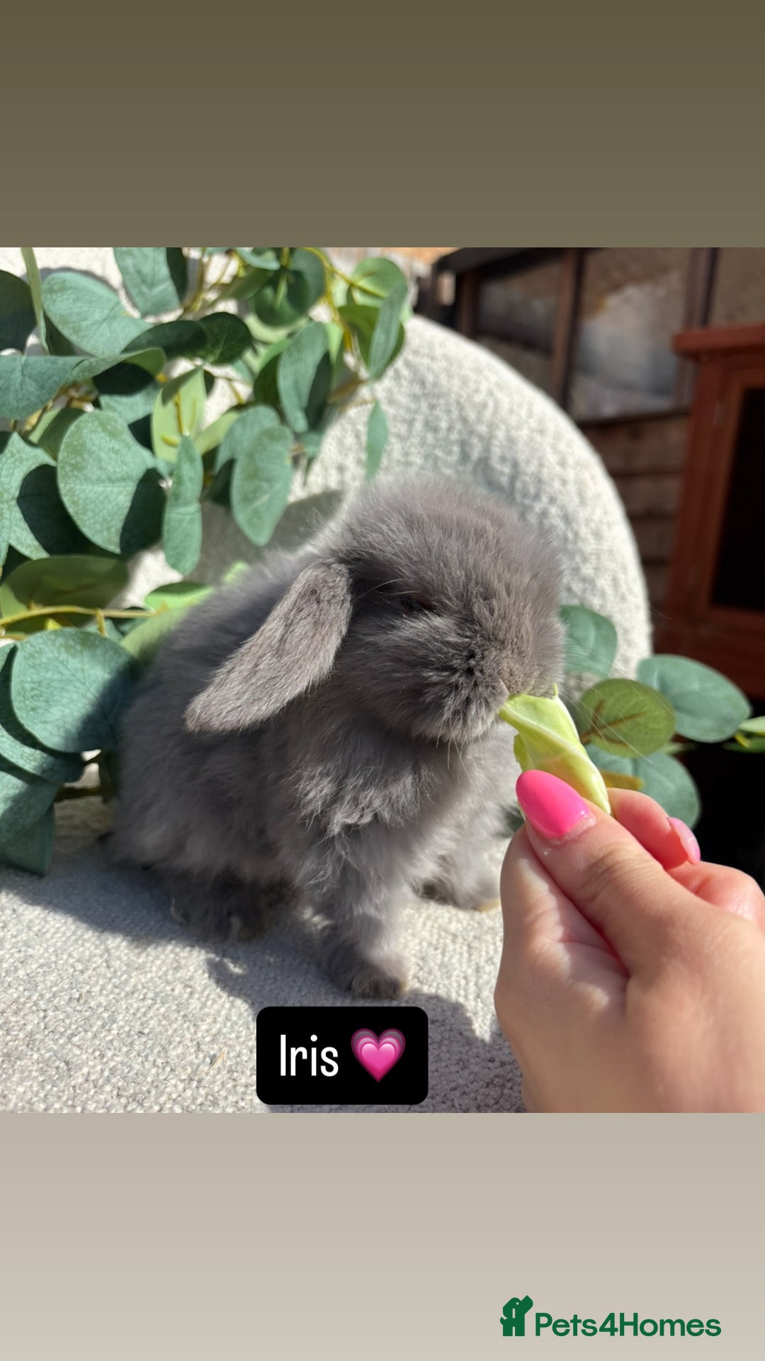 Mini Lop rabbits for sale: Baby mini lops for sale *READY TO LEAVE NOW* - Image 3