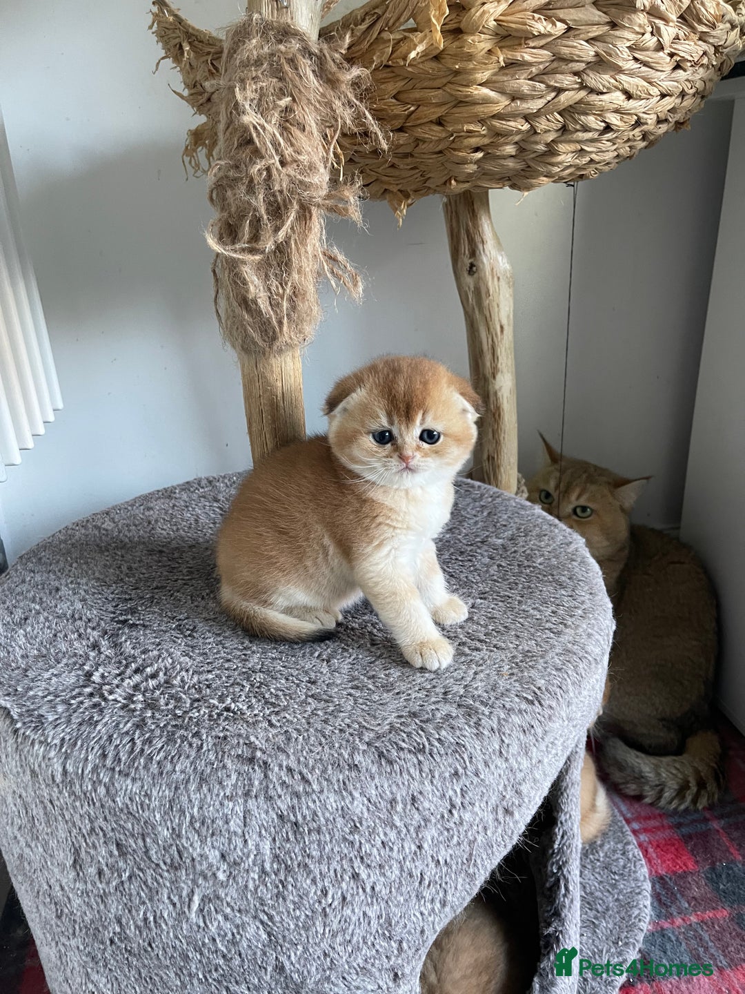 Scottish Fold cats for sale: LUXURY GOLDEN CHINCHILLA  SCOTTISH FOLD KITTENS - Advert 9