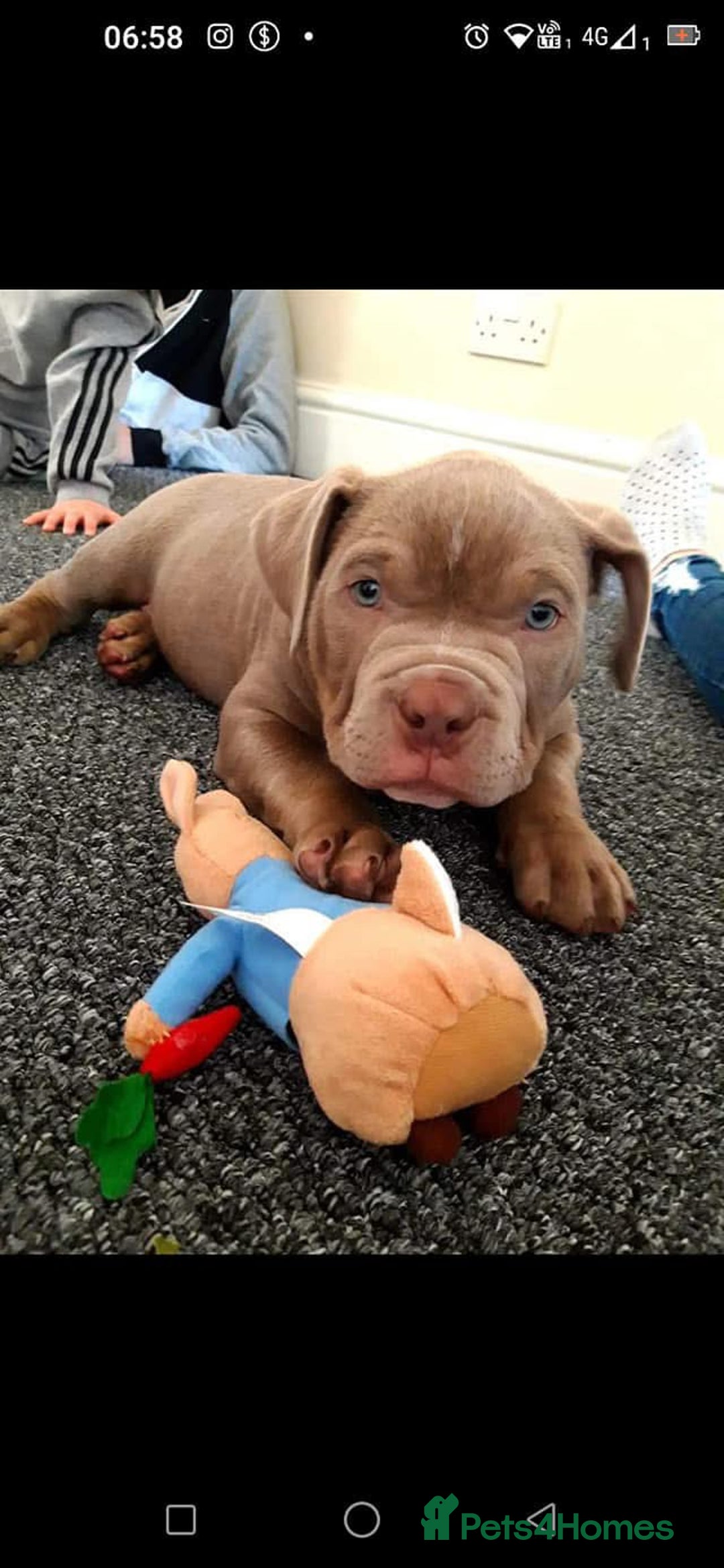 American Bulldog dogs for sale: Loki  - Advert 8