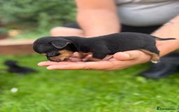 Jack Russell dogs for sale: 6 Beautiful tiny Jack Russell Puppies - Image 7