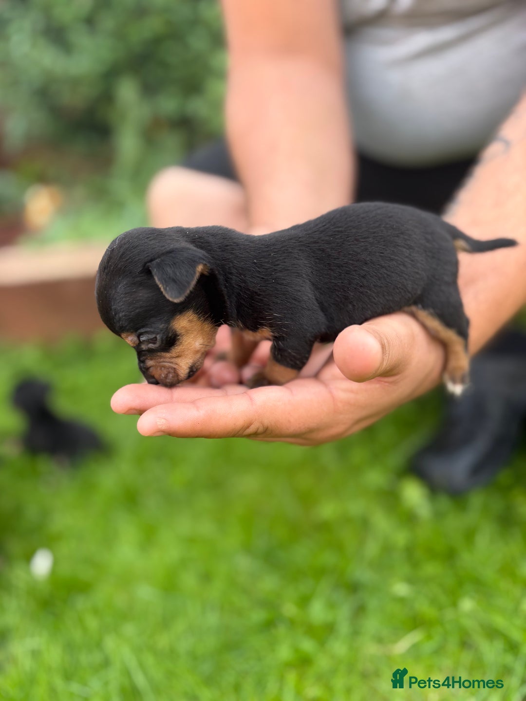 Jack Russell dogs for sale: 6 Beautiful tiny Jack Russell Puppies - Image 7
