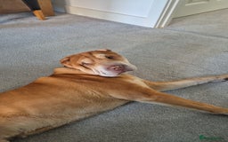Shar Pei dogs for sale: Beautiful shar pei boy - Image 3