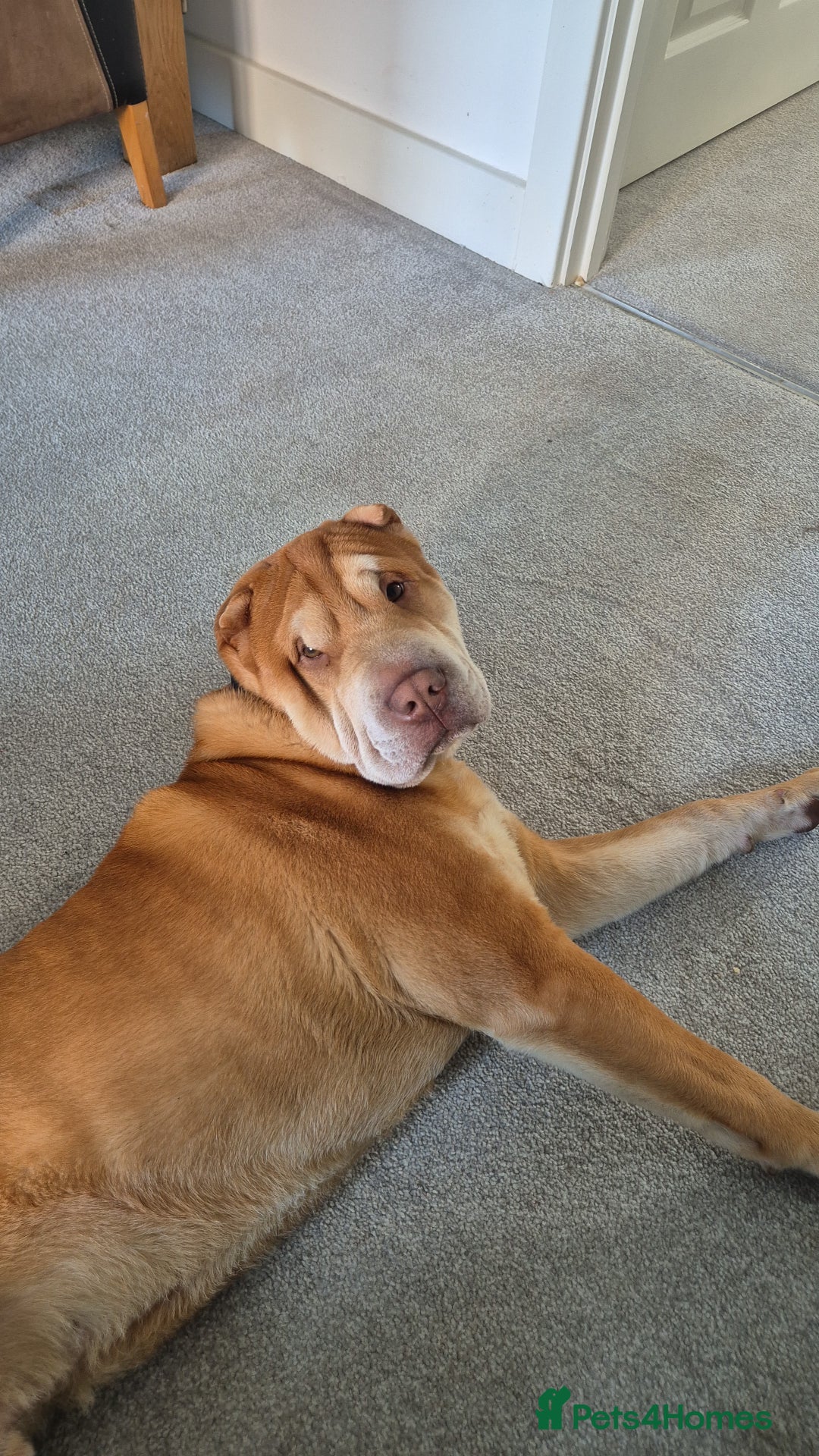 Shar Pei dogs for sale: Beautiful shar pei boy - Image 3