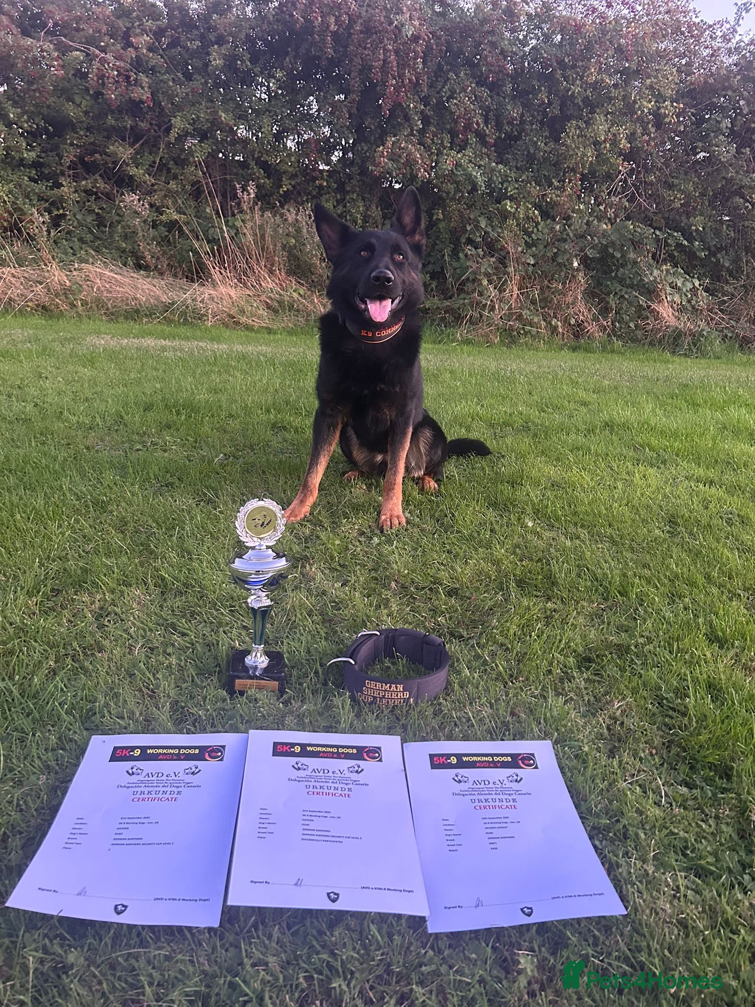 German Shepherd dogs For stud duties only  - Advert 1