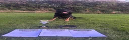 German Shepherd dogs for stud: For stud duties only  - Advert 1