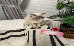 Persian cats for sale: Persian kittens  - Image 4