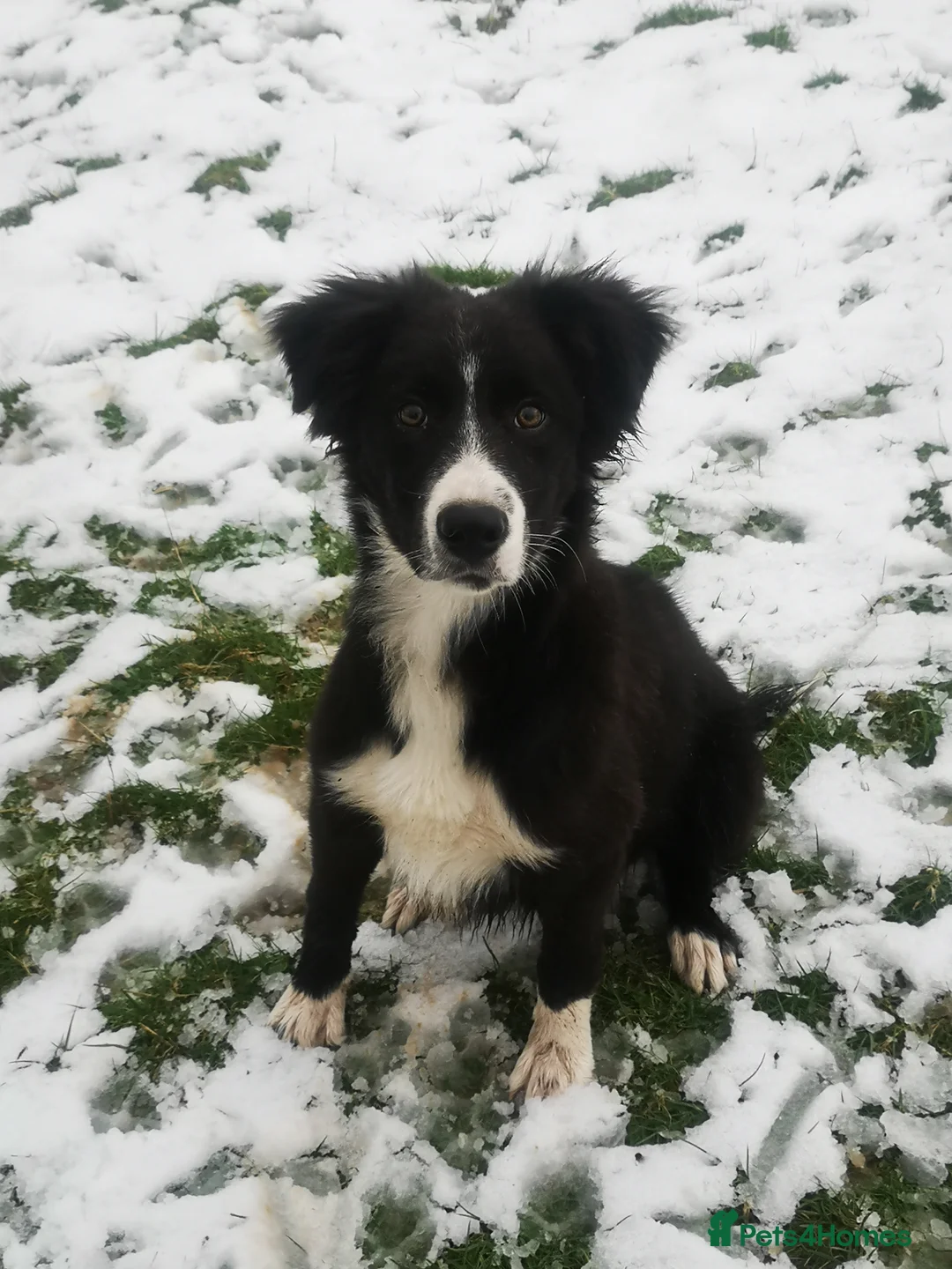 Border Collie dogs for sale: Gorgeous collie for sale.  - Advert 6