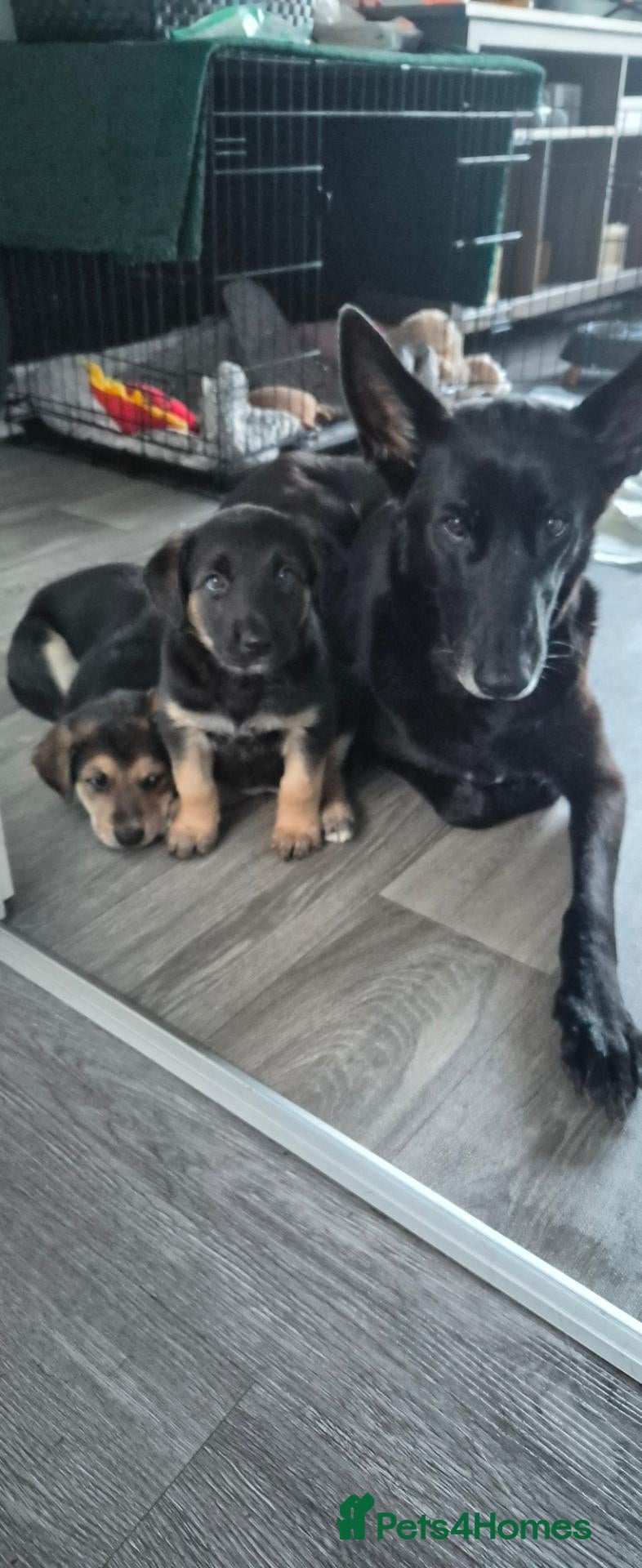 Mixed Breed dogs Girl pups for sale. - Advert 1