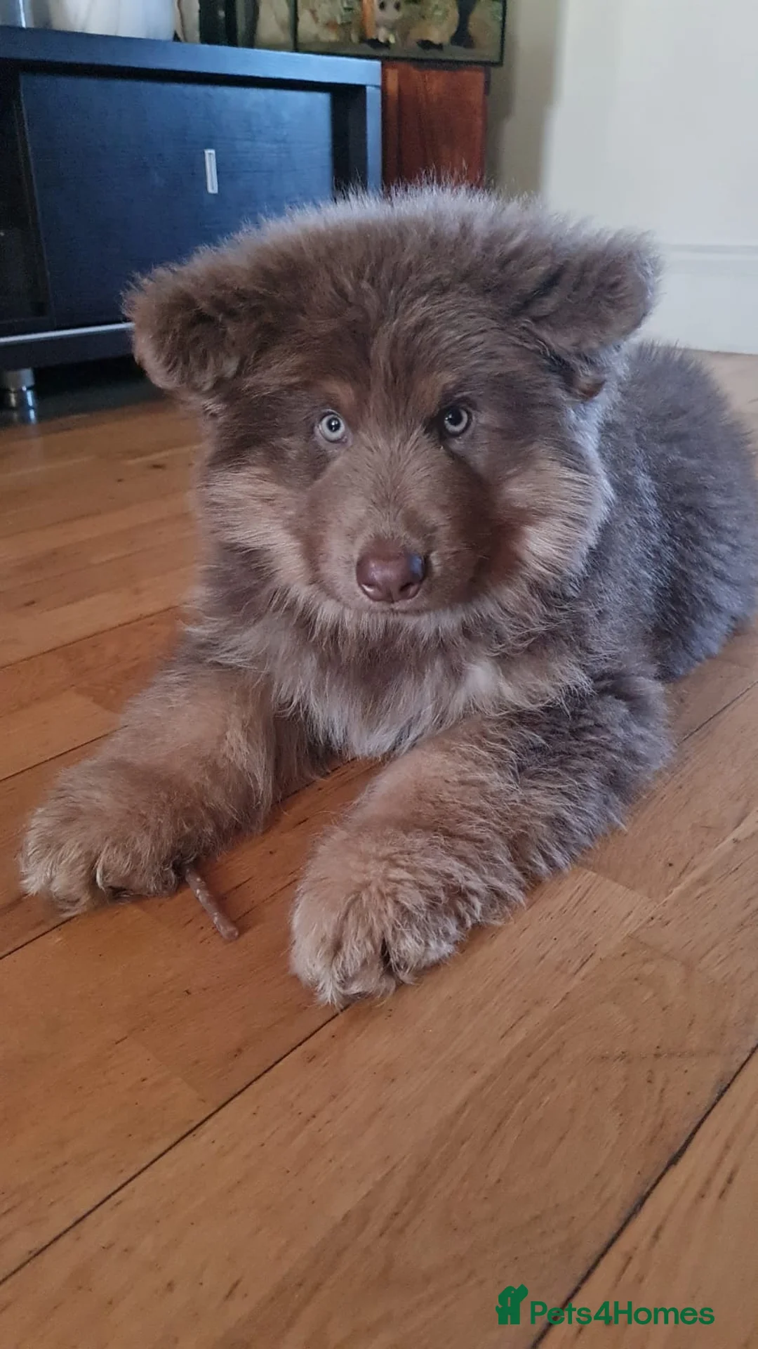 German Shepherd dogs for sale: Meet Sixty. Our Beautiful Isabella German Shepherd - Advert 20