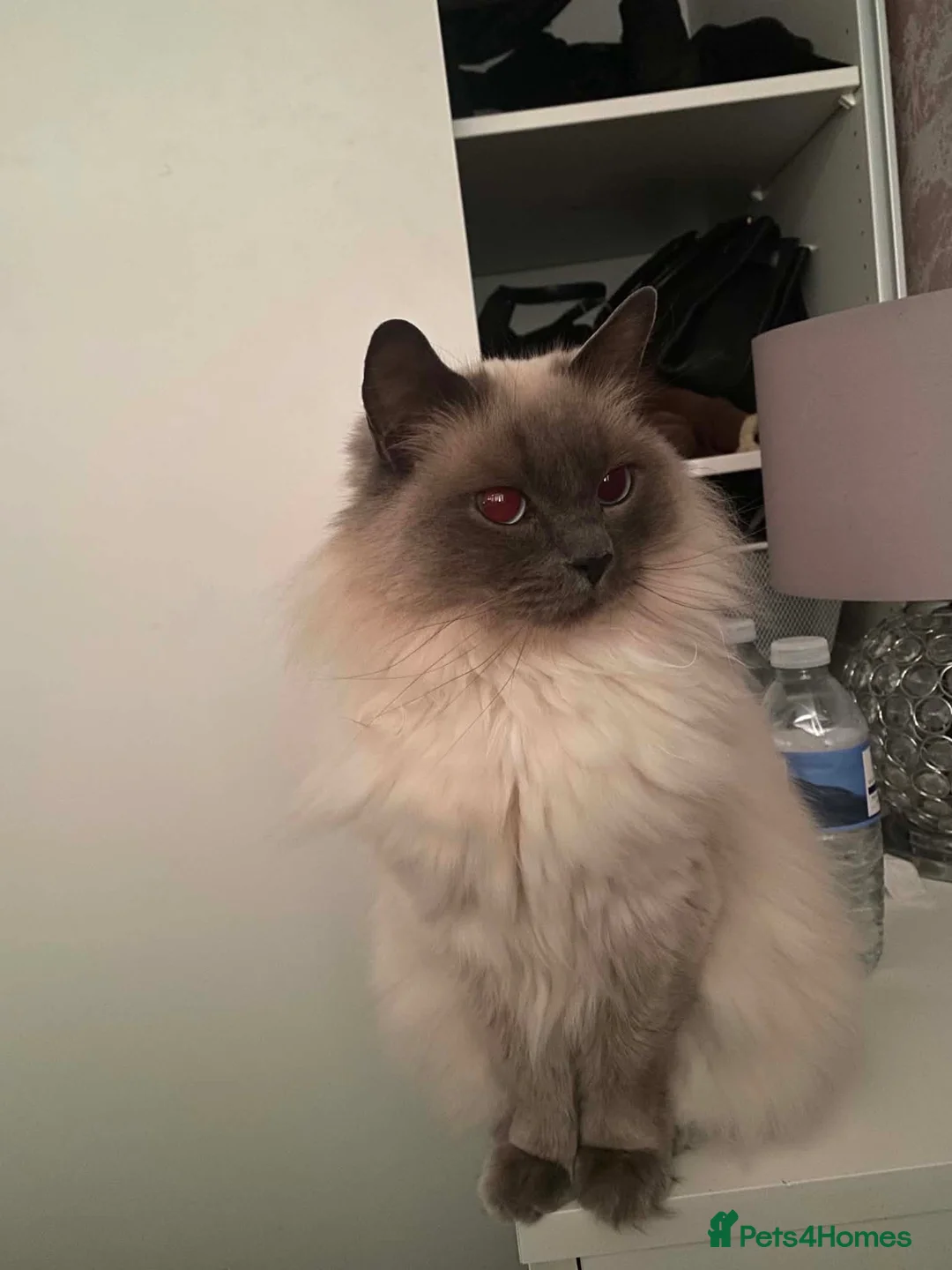 Ragdoll cats for sale: Ragdoll  in Whitstable - Advert 3