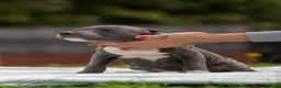 Staffordshire Bull Terrier dogs for sale: Top quality pedigree staff puppies  - Advert 18