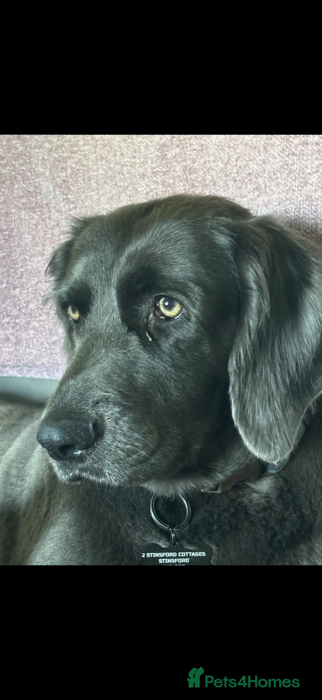 Weimaraner dogs for adoption: Beautiful Blue long haired female Weimaraner - Advert 1