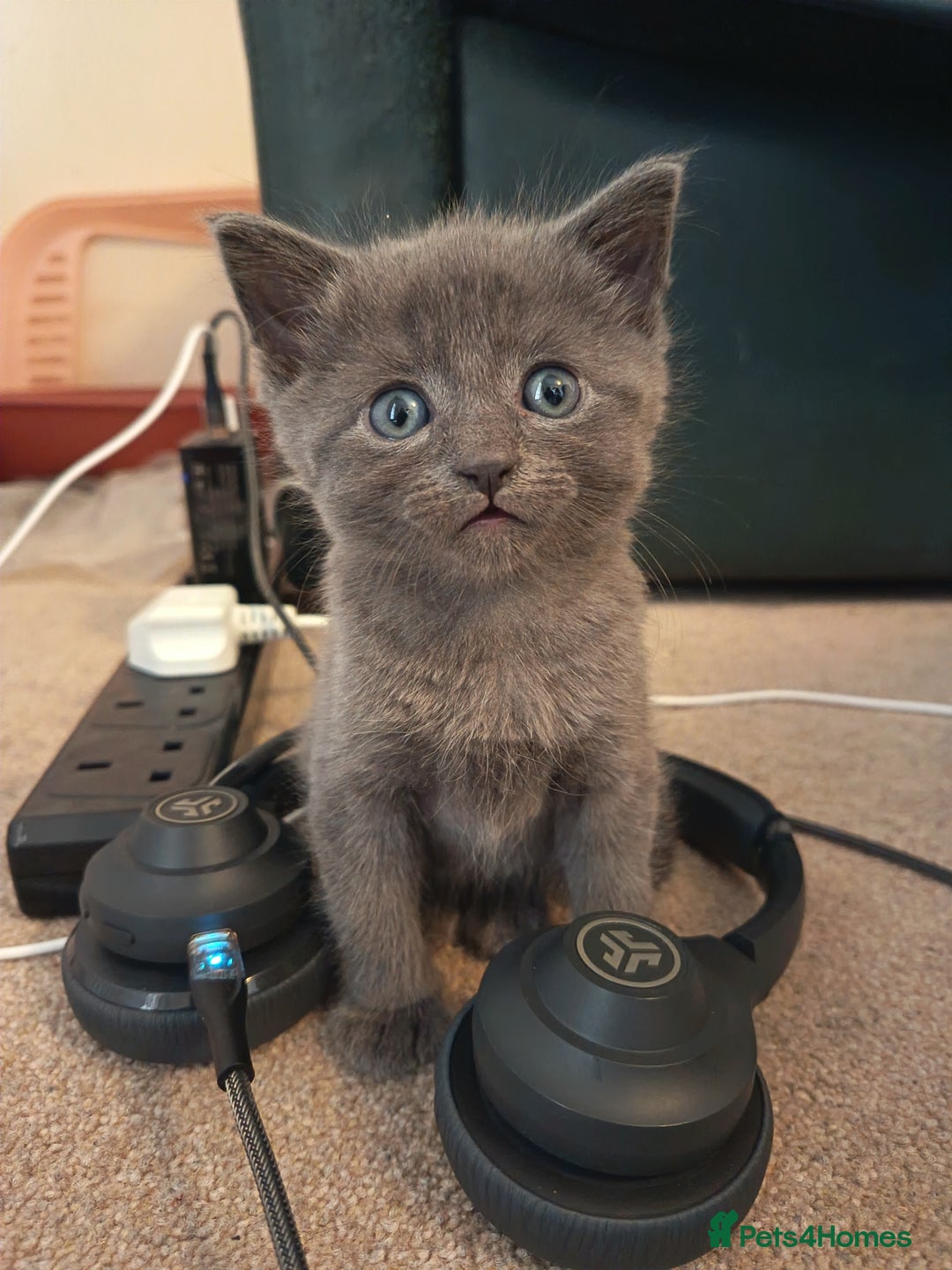 Mixed Breed cats for sale: 3 boys and 1 girl - Image 2