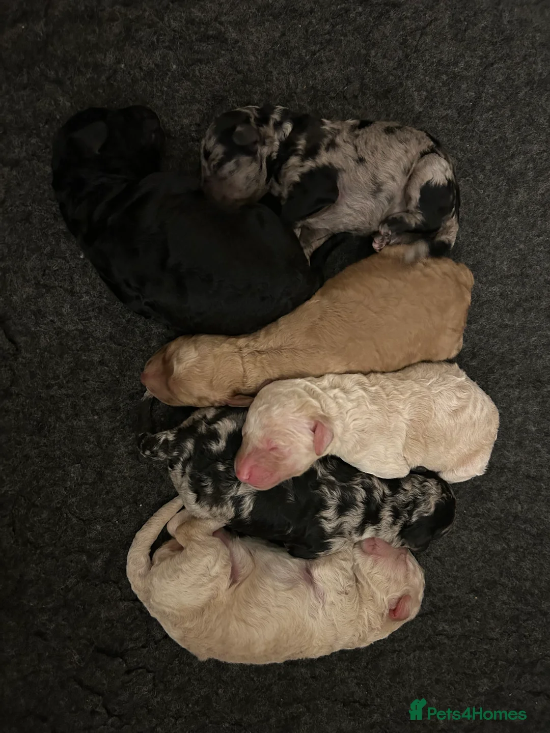 Goldendoodle dogs for sale: Stunning Goldendoodle Pups - Advert 13