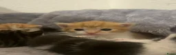 Mixed Breed cats for sale: 5 mixed breed kittens looking for a forever home - Advert 15