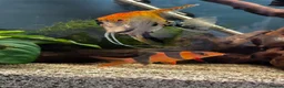 Angelfish fish for sale: Full set up fish tank fluval visi 202 l  in Worksop - Advert 12