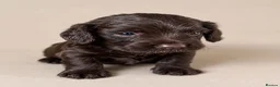 Cocker Spaniel dogs for sale: Beautiful Cocker Spaniel Puppies - Advert 1