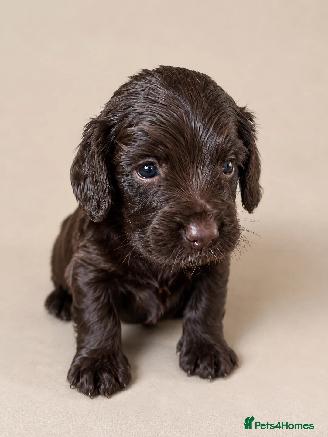 Cocker Spaniel dogs for sale: Beautiful Cocker Spaniel Puppies - Advert 1