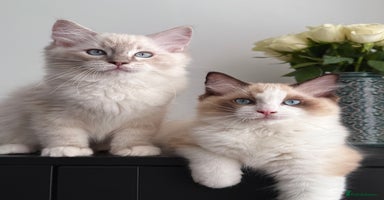 Ragdoll cats - Advert 5