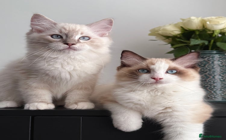 Ragdoll cats - Advert 16
