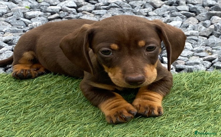 Dachshund dogs - Advert 8