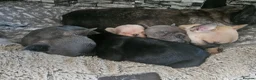 French Bulldog dogs for sale: Beautiful  KC registered French bulldog puppies  in Chorley - Advert 11