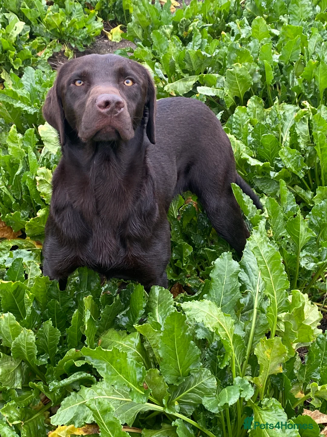 Labrador Retriever dogs for stud: Perfect 0/0 Hips + 0 Elbows Chocolate Labrador in York - Advert 2