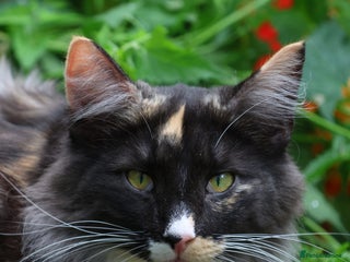 Norwegian Forest Cat cats - Advert 3