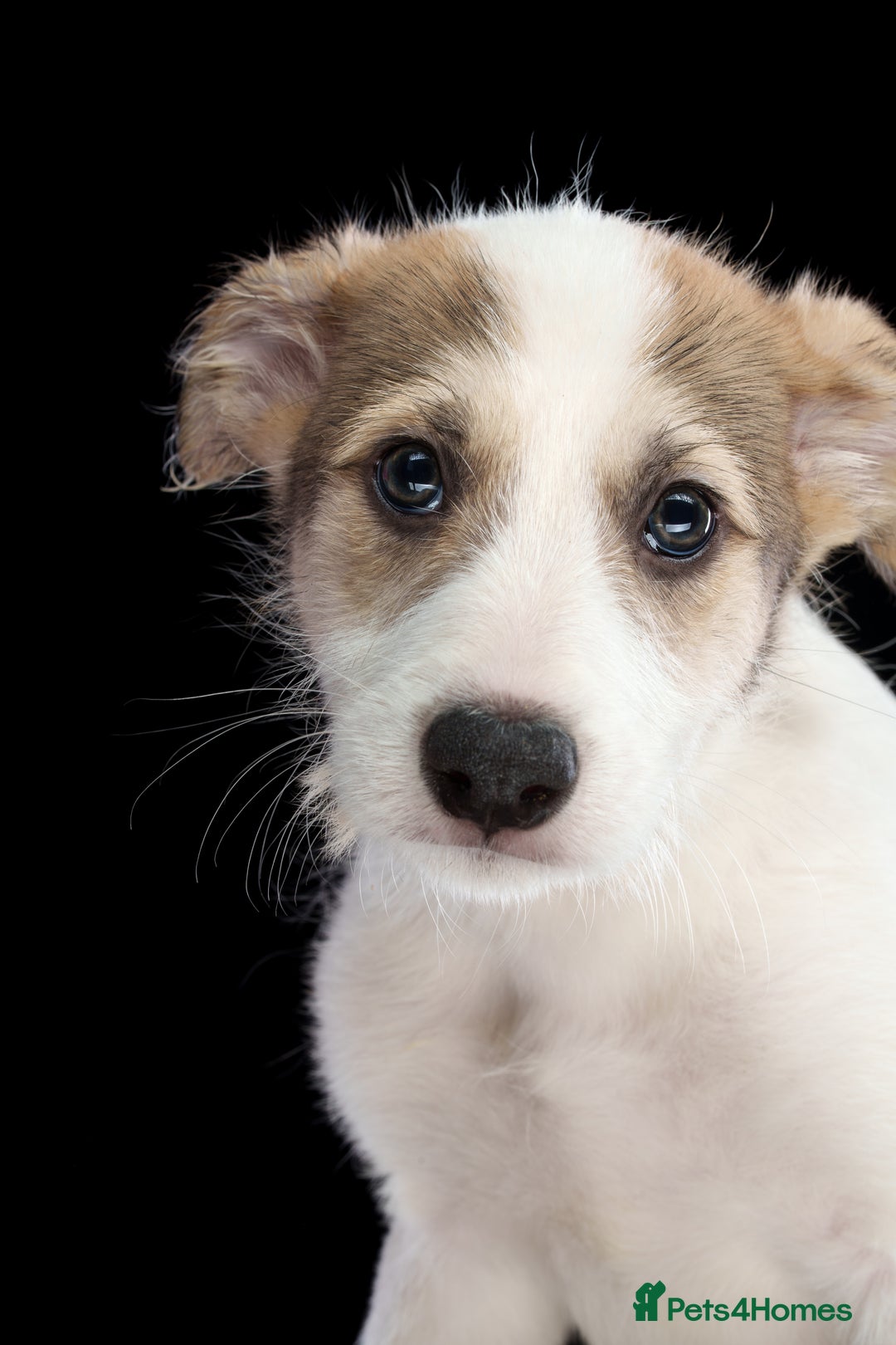 Lurcher dogs for sale: Lurcher Puppies for Sale - Advert 15