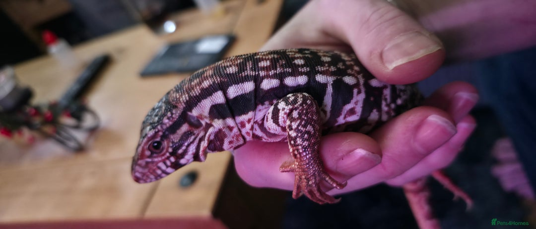 Lizard reptiles for sale: Young Red Tegu For Sale to right buyer - Advert 3