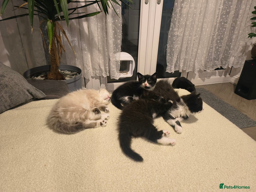 Domestic Shorthair cats for sale: Domestic short hair and long hair - Advert 3