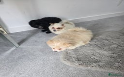 Pomeranian dogs for sale: Pomeranian puppies  - Image 16