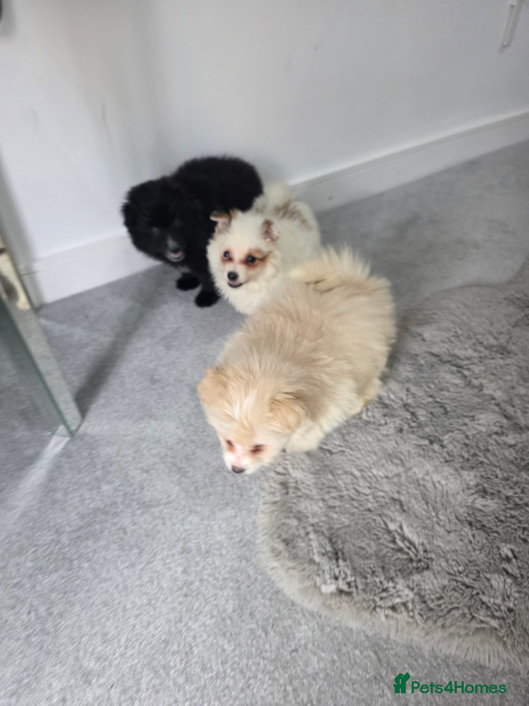 Pomeranian dogs for sale: Pomeranian puppies  - Image 16