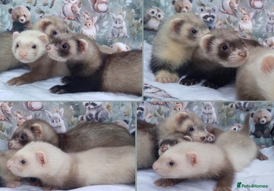 Ferret rodents Baby Ferrets  - Advert 1