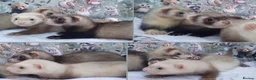 Ferret rodents for sale: Baby Ferrets  - Advert 1