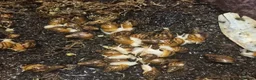 Snails invertebrates for sale: Giant Albion African land snails  in Stoke-on-Trent - Advert 2