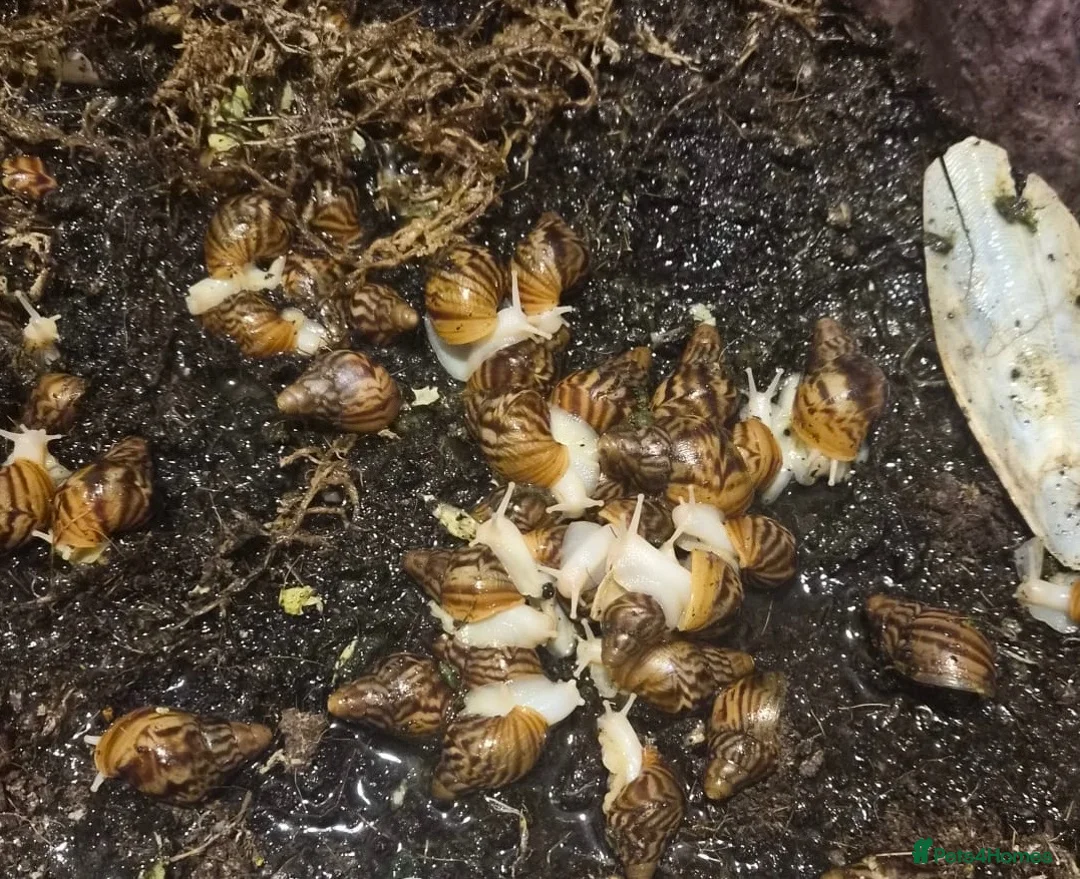 Snails invertebrates for sale: Giant Albion African land snails  in Stoke-on-Trent - Advert 2