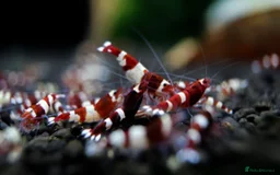 Live Bearers fish for sale: Killifish and Shrimp  - Image 4