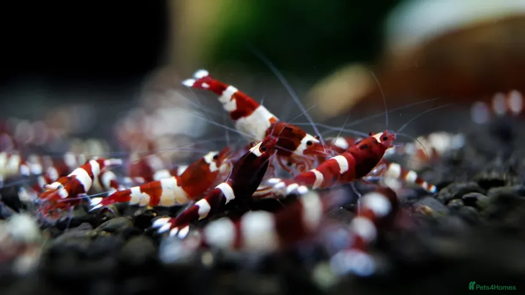 Live Bearers fish for sale: Killifish and Shrimp  - Image 4