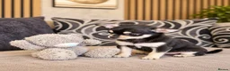 Chihuahua dogs for sale: Beautiful Purebred Chihuahua Puppies  🐾 - Advert 4