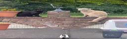 British Shorthair cats for sale: Kitten in Exeter - Advert 6