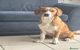 Mixed Breed dogs for sale: 1 year old beautiful mixed breed dog - Image 3