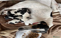 Jack Russell dogs for sale: Pure Jack Russell Puppies for sale  - Image 1