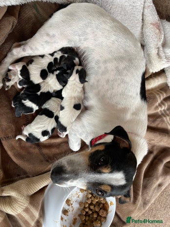 Jack Russell dogs - Advert 8