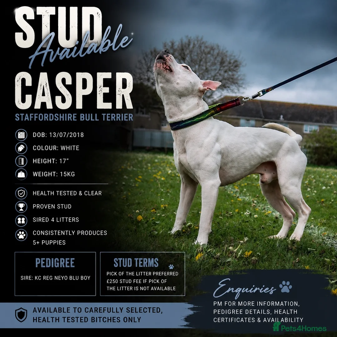 Staffordshire Bull Terrier dogs for stud: Proven stud  in Carlisle - Advert 1