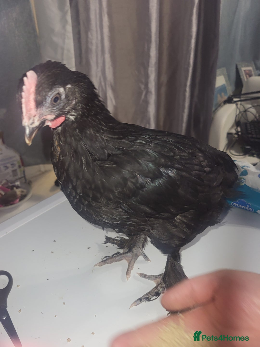 Chickens poultry for sale: Beautiful unsexed batam chickens - Advert 7